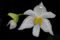 Image of white Begonia flowers