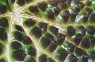 Close up of a begonia leaf