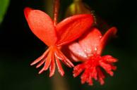 Image of red pendant Begonia flowers