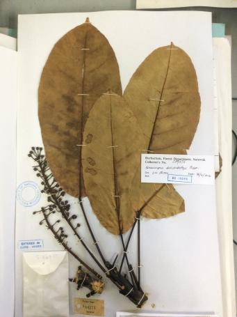 Mounted specimen of Elaeocarpus
