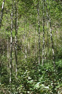 Stands of Alnus nepalensis