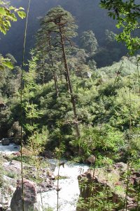 Bamboo around the upper limit of trees