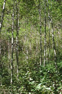 Alnus nepalensis forest below Lama Hotel