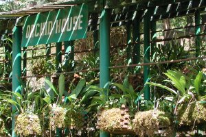 Orchid House at National Botanic Garden