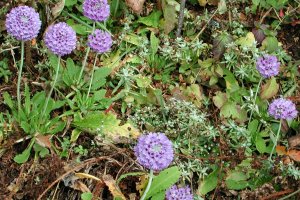 Primula denticulata at Laurebina