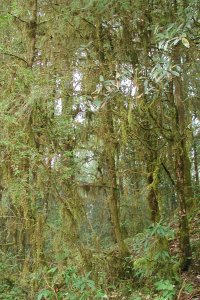 Lichens on Rhododendron