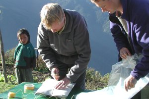 Dry specimens bundled togther