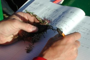 Recording collection details in the Collecting Book