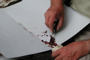 Filling a paper seed packet
