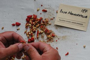 Cleaning the seed