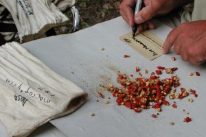 Preparing the paper seed packet