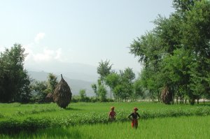 Low altitude paddy fields